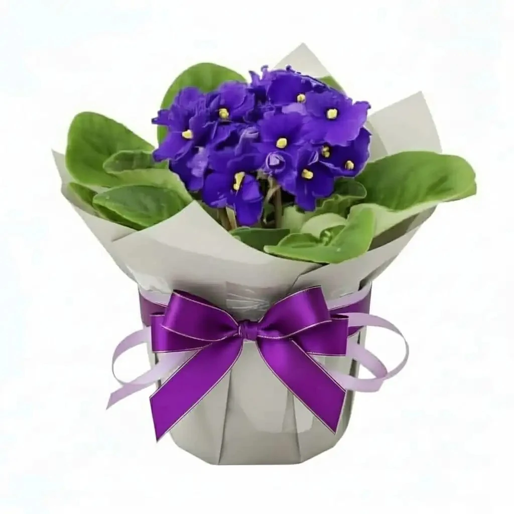 AFRİKA MENEKŞESİ & SAİNTPAULİA İONANTHA